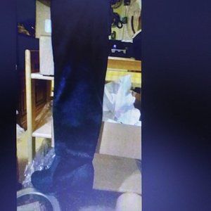 dream pair overland dark blue over the knee 11 m